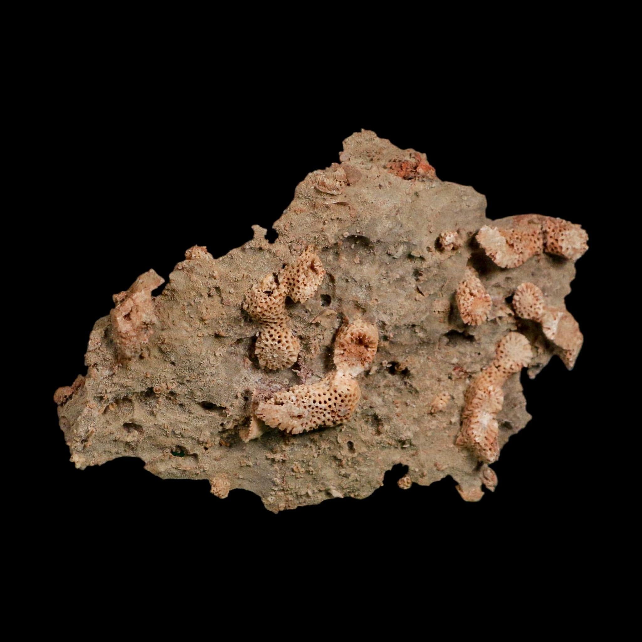 3.9" Thamnopora SP Coral Fossil Coral Reef Devonian Age Verde Valley, Arizona