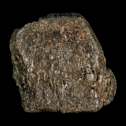 1.5" Hypacrosaurus Dinosaur Fossil Vertebrae Two Medicine FM Montana COA