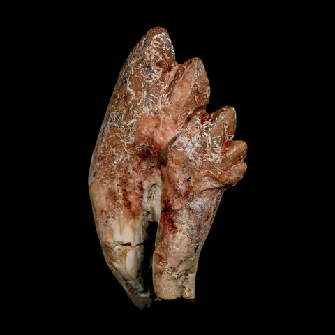 2.8" Basilosaurus Tooth Rooted Prehistoric Whale 34 Mil Yrs Old Late Eocene COA - Fossil Age Minerals