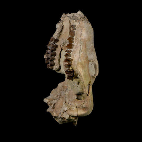 5.3" Oreodont Merycoidodon Fossil Skull Teeth Oligocene Age Badlands Nebraska COA - Fossil Age Minerals