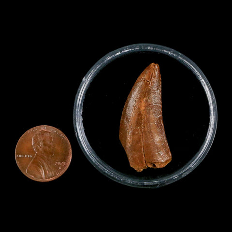 1.4" Carcharodontosaurus Fossil Tooth Cretaceous Dinosaur Morocco COA, Display - Fossil Age Minerals
