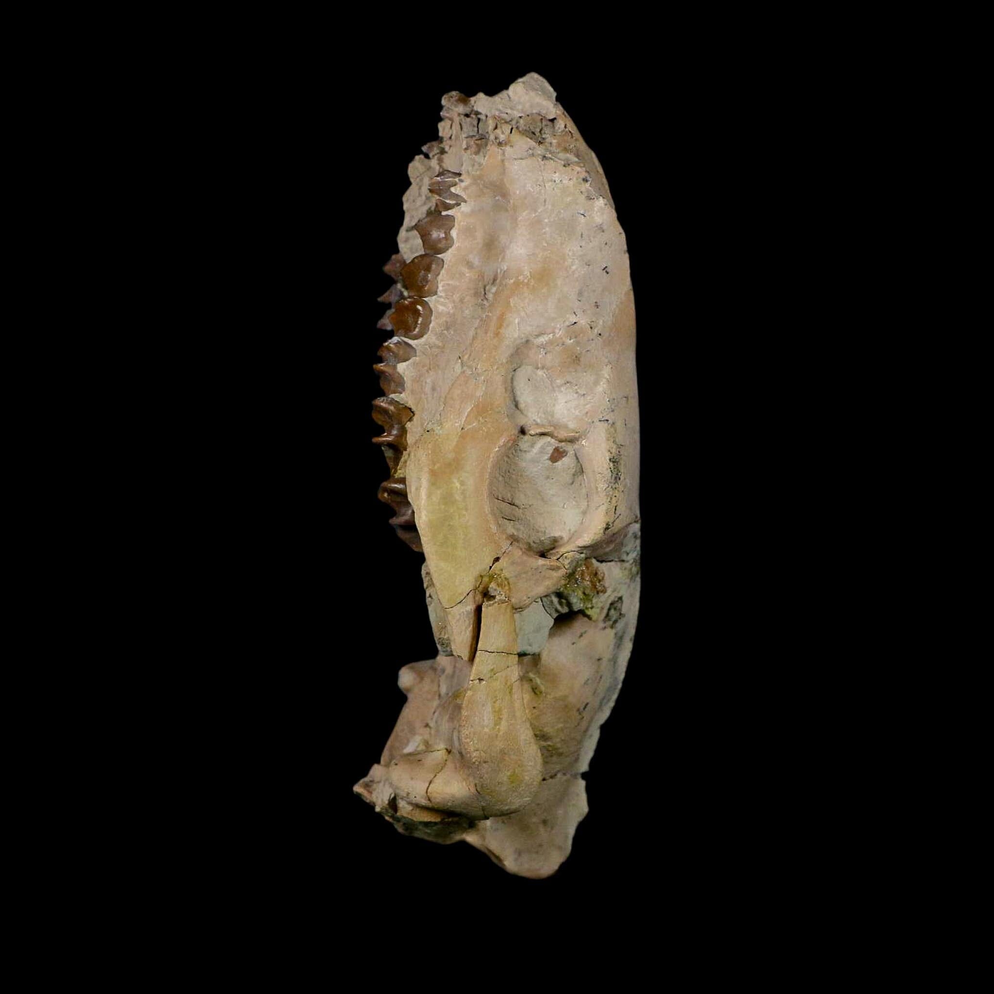 5.3" Oreodont Merycoidodon Fossil Skull Teeth Oligocene Age Badlands Nebraska COA - Fossil Age Minerals