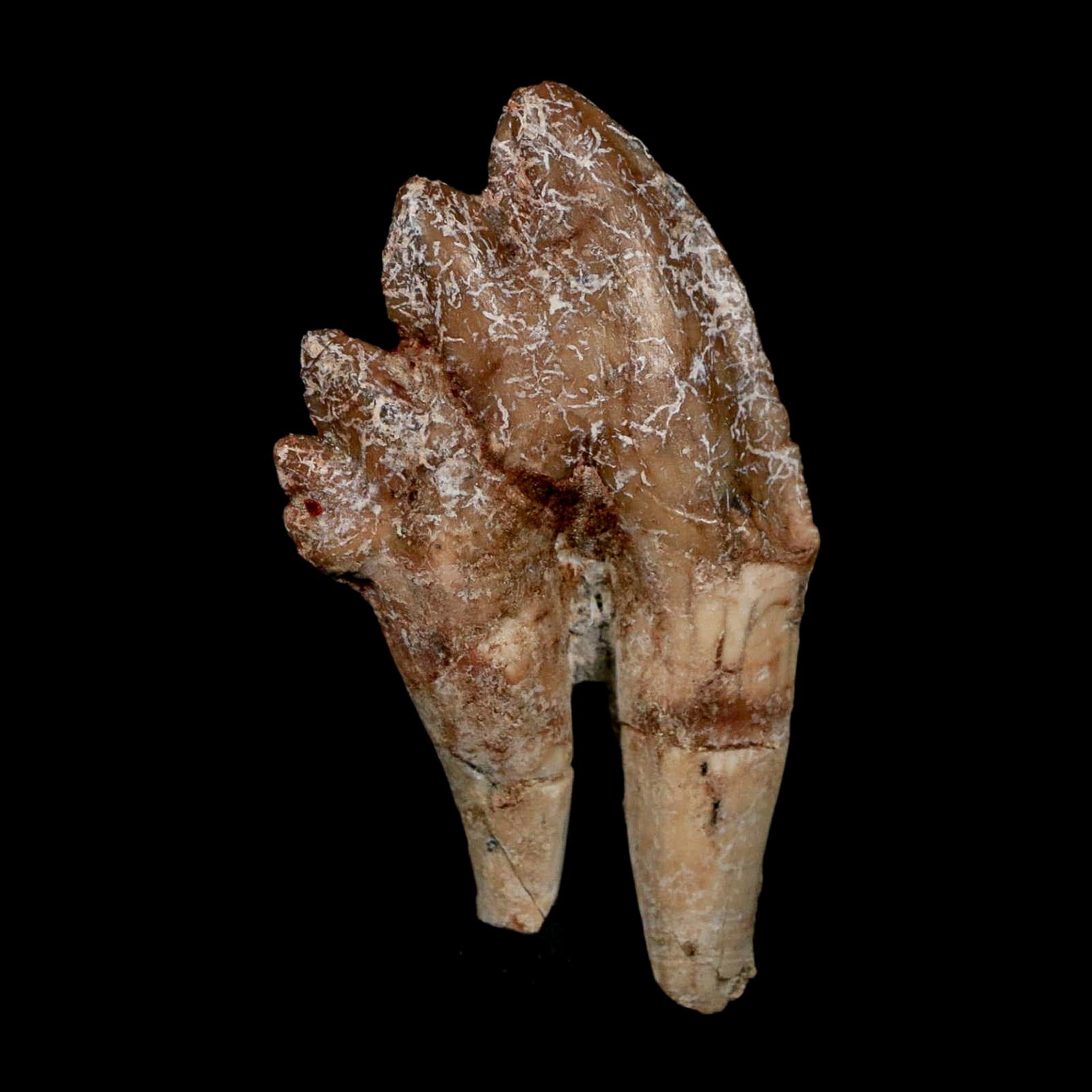 2.8" Basilosaurus Tooth Rooted Prehistoric Whale 34 Mil Yrs Old Late Eocene COA - Fossil Age Minerals