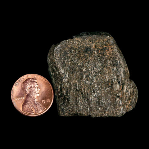 1.5" Hypacrosaurus Dinosaur Fossil Vertebrae Two Medicine FM Montana COA