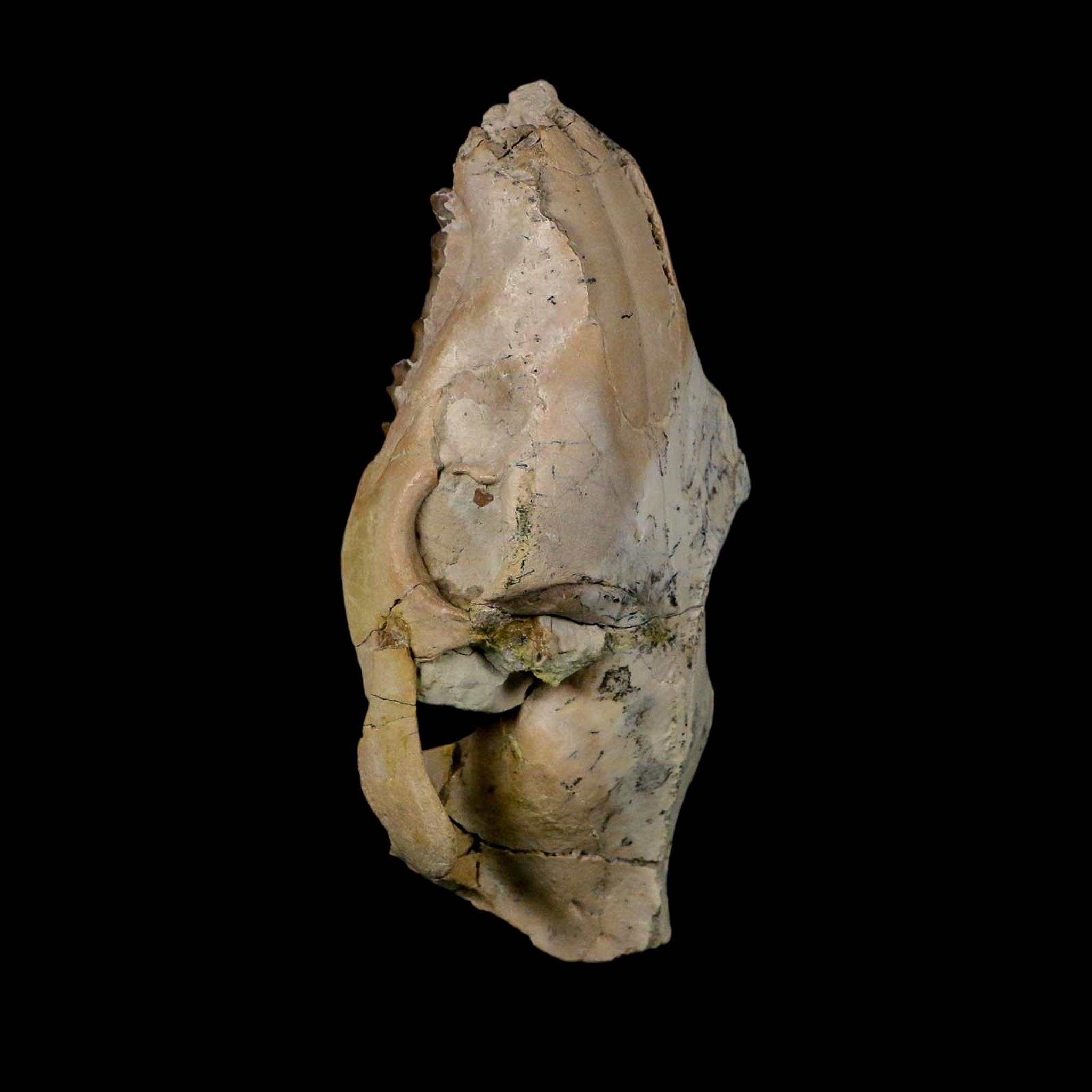 5.3" Oreodont Merycoidodon Fossil Skull Teeth Oligocene Age Badlands Nebraska COA - Fossil Age Minerals