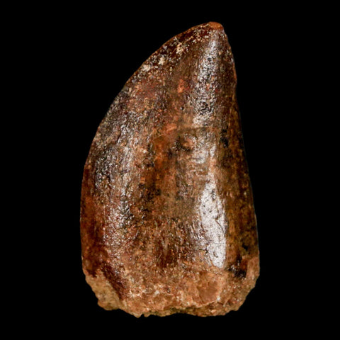 1.1" Carcharodontosaurus Fossil Tooth Cretaceous Dinosaur Morocco COA, Display - Fossil Age Minerals