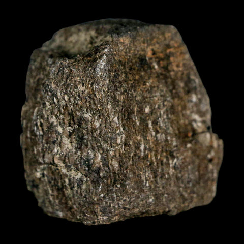 1.5" Hypacrosaurus Dinosaur Fossil Vertebrae Two Medicine FM Montana COA