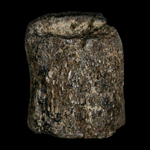 1.5" Hypacrosaurus Dinosaur Fossil Vertebrae Two Medicine FM Montana COA