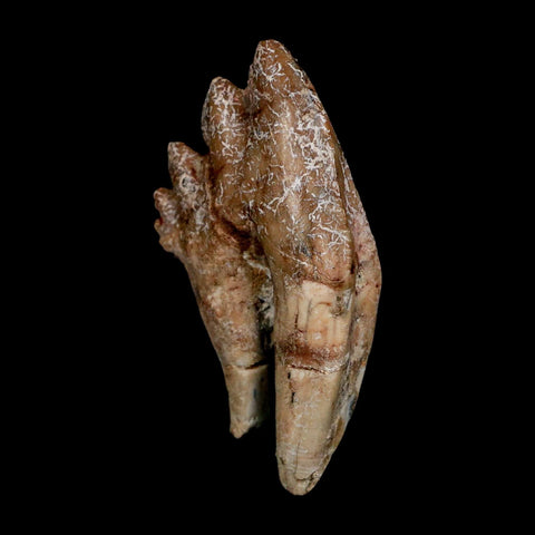 2.8" Basilosaurus Tooth Rooted Prehistoric Whale 34 Mil Yrs Old Late Eocene COA - Fossil Age Minerals