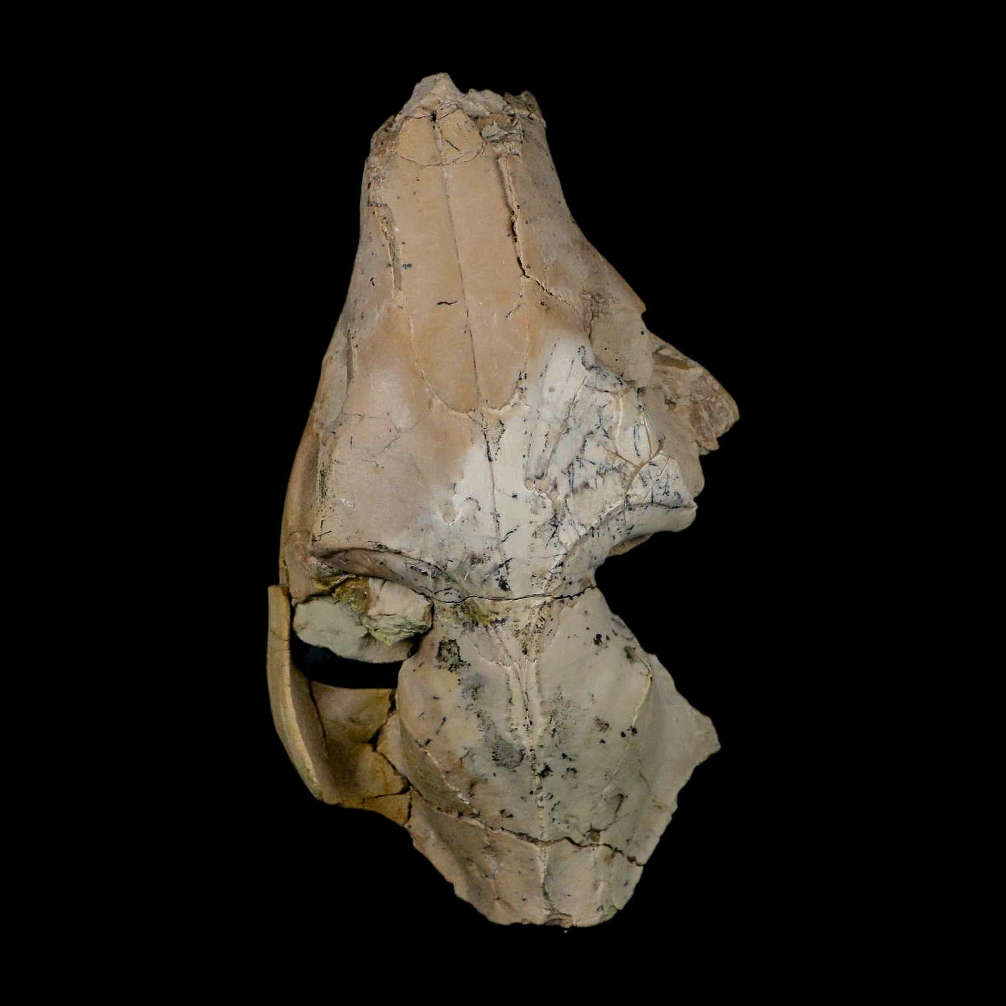 5.3" Oreodont Merycoidodon Fossil Skull Teeth Oligocene Age Badlands Nebraska COA - Fossil Age Minerals