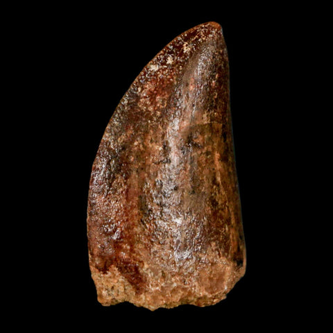 1.1" Carcharodontosaurus Fossil Tooth Cretaceous Dinosaur Morocco COA, Display - Fossil Age Minerals