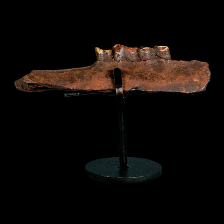 5" Palaeolama Mirfica Fossil Jaw Teeth Late Pleistocene Florida llama Metal Stand