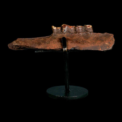 5" Palaeolama Mirfica Fossil Jaw Teeth Late Pleistocene Florida llama Metal Stand - Fossil Age Minerals