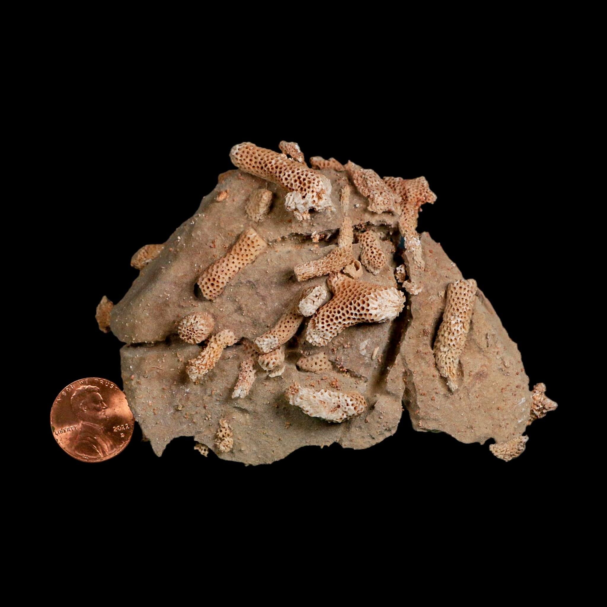 4.1" Thamnopora SP Coral Fossil Coral Reef Devonian Age Verde Valley, Arizona