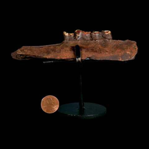 5" Palaeolama Mirfica Fossil Jaw Teeth Late Pleistocene Florida llama Metal Stand - Fossil Age Minerals