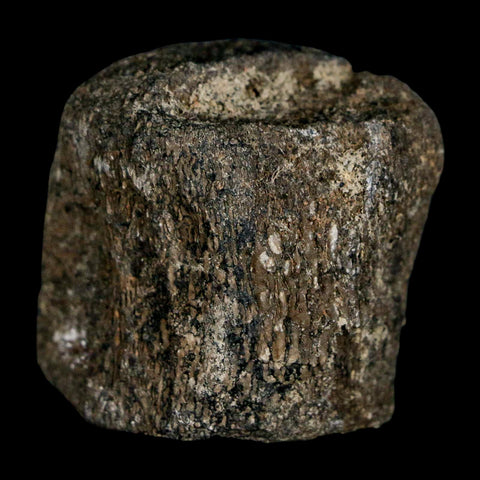 1.5" Hypacrosaurus Dinosaur Fossil Vertebrae Two Medicine FM Montana COA