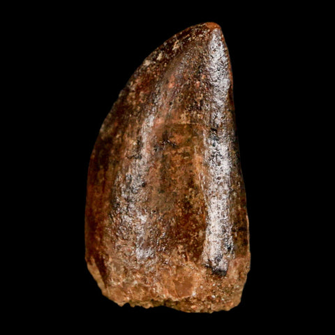 1.1" Carcharodontosaurus Fossil Tooth Cretaceous Dinosaur Morocco COA, Display - Fossil Age Minerals