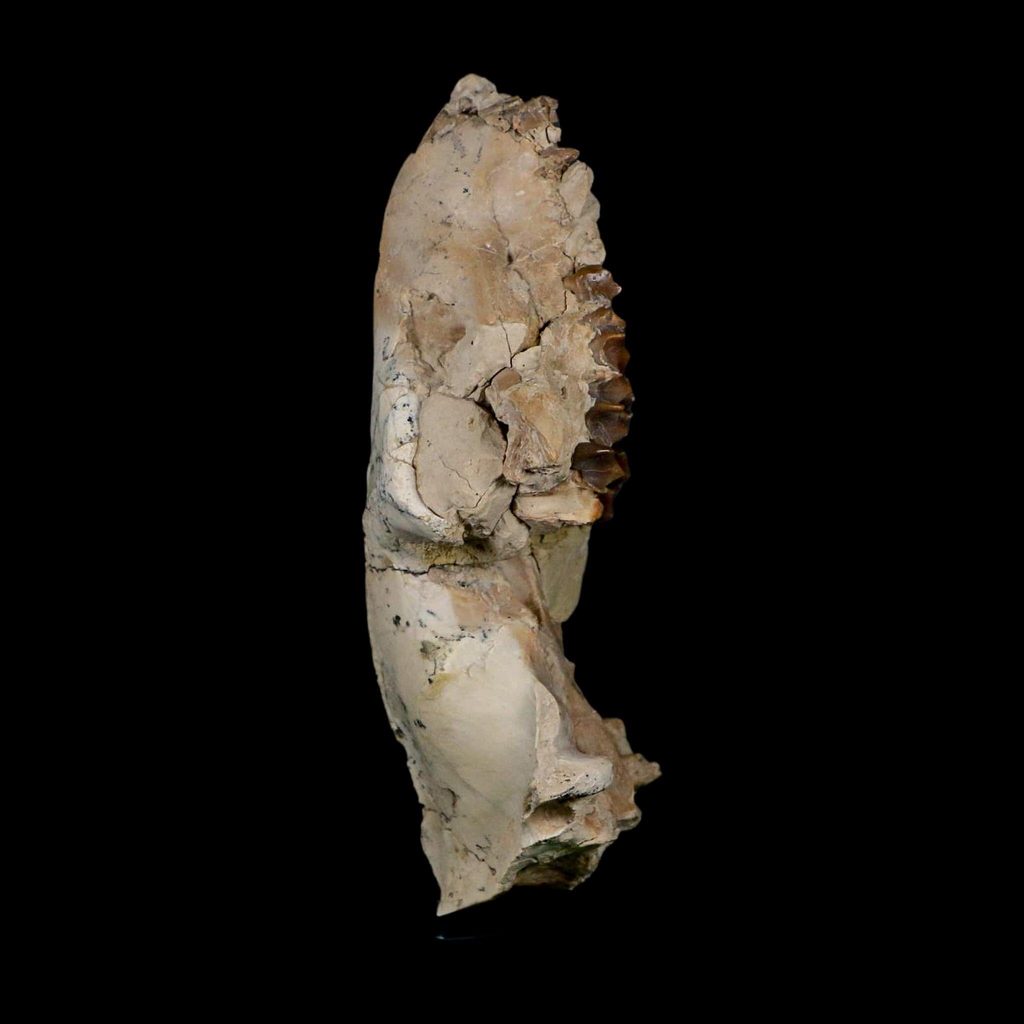 5.3" Oreodont Merycoidodon Fossil Skull Teeth Oligocene Age Badlands Nebraska COA - Fossil Age Minerals