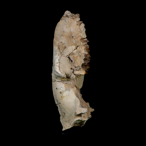 5.3" Oreodont Merycoidodon Fossil Skull Teeth Oligocene Age Badlands Nebraska COA - Fossil Age Minerals