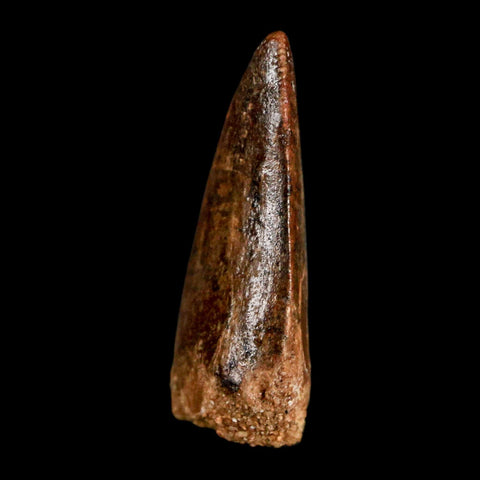 1.1" Carcharodontosaurus Fossil Tooth Cretaceous Dinosaur Morocco COA, Display - Fossil Age Minerals