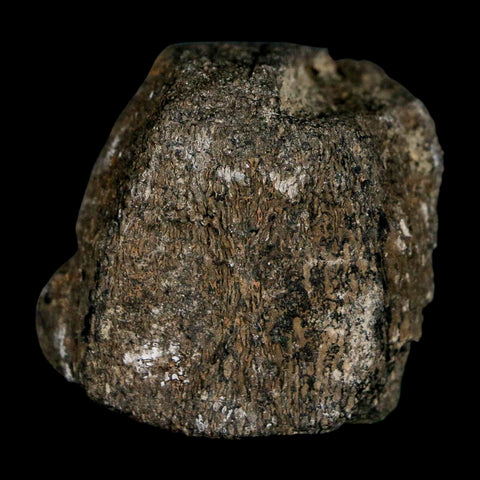 1.5" Hypacrosaurus Dinosaur Fossil Vertebrae Two Medicine FM Montana COA