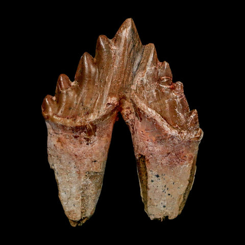 2.7" Basilosaurus Tooth Rooted Prehistoric Whale 34 Mil Yrs Old Late Eocene COA - Fossil Age Minerals