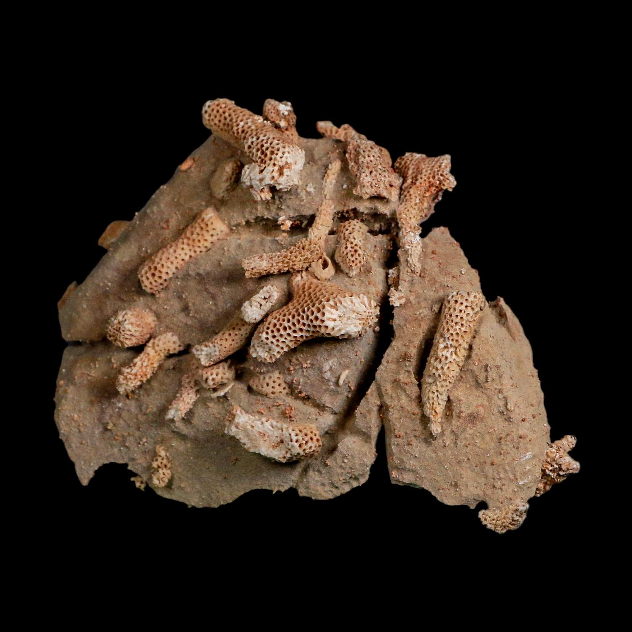 4.1" Thamnopora SP Coral Fossil Coral Reef Devonian Age Verde Valley, Arizona