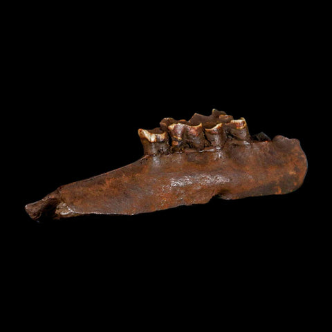 5" Palaeolama Mirfica Fossil Jaw Teeth Late Pleistocene Florida llama Metal Stand - Fossil Age Minerals