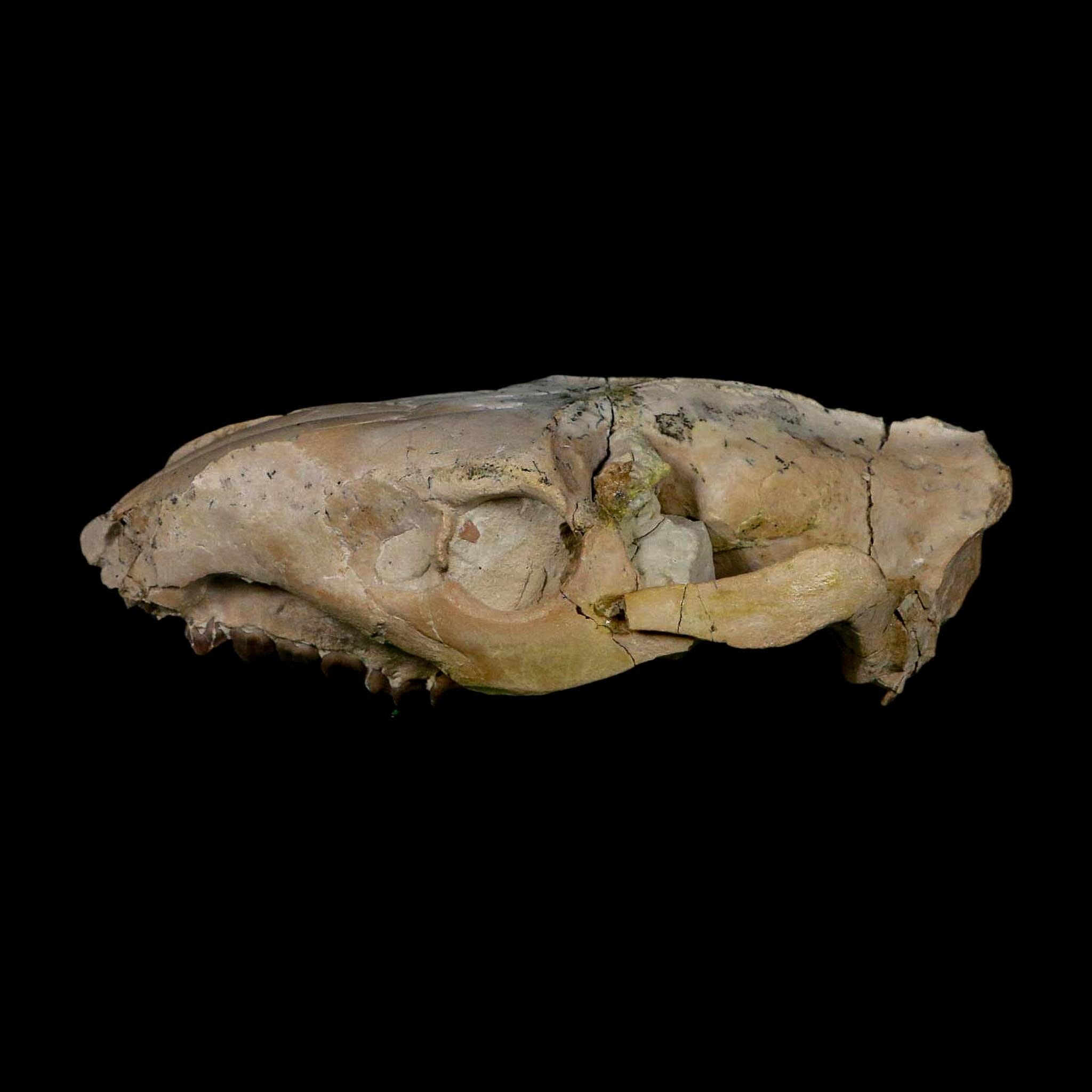 5.3" Oreodont Merycoidodon Fossil Skull Teeth Oligocene Age Badlands Nebraska COA - Fossil Age Minerals