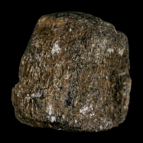 1.5" Hypacrosaurus Dinosaur Fossil Vertebrae Two Medicine FM Montana COA