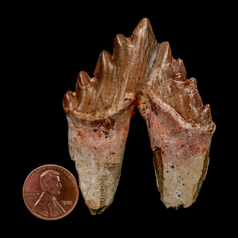 2.7" Basilosaurus Tooth Rooted Prehistoric Whale 34 Mil Yrs Old Late Eocene COA - Fossil Age Minerals