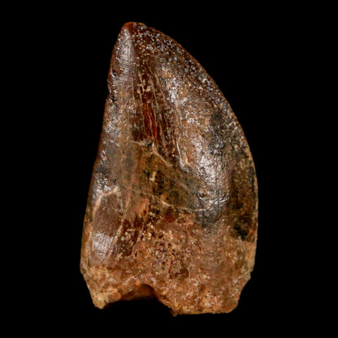 1.1" Carcharodontosaurus Fossil Tooth Cretaceous Dinosaur Morocco COA, Display - Fossil Age Minerals