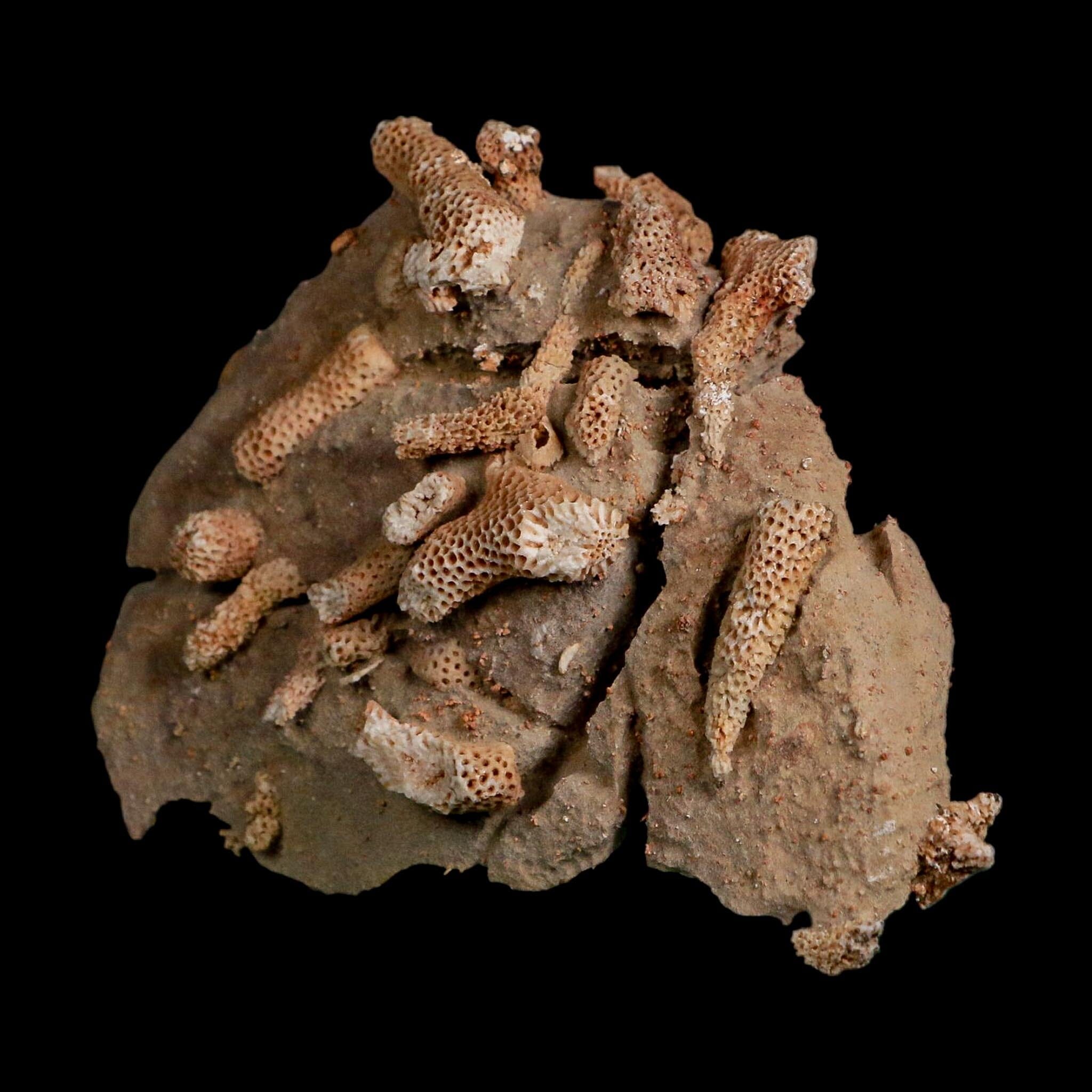 4.1" Thamnopora SP Coral Fossil Coral Reef Devonian Age Verde Valley, Arizona