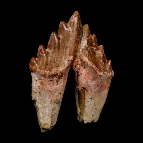2.7" Basilosaurus Tooth Rooted Prehistoric Whale 34 Mil Yrs Old Late Eocene COA - Fossil Age Minerals