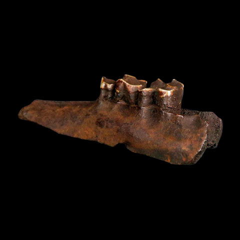 5" Palaeolama Mirfica Fossil Jaw Teeth Late Pleistocene Florida llama Metal Stand - Fossil Age Minerals