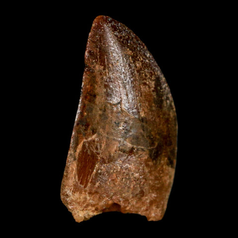 1.1" Carcharodontosaurus Fossil Tooth Cretaceous Dinosaur Morocco COA, Display - Fossil Age Minerals