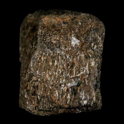 1.5" Hypacrosaurus Dinosaur Fossil Vertebrae Two Medicine FM Montana COA