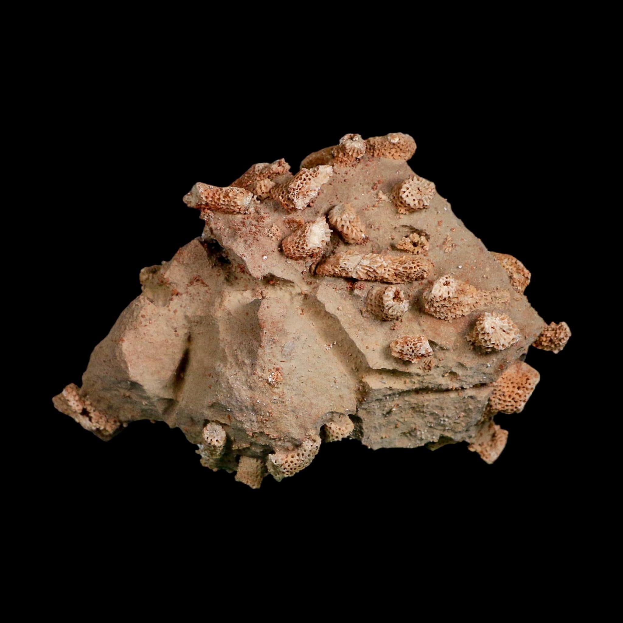 4.1" Thamnopora SP Coral Fossil Coral Reef Devonian Age Verde Valley, Arizona
