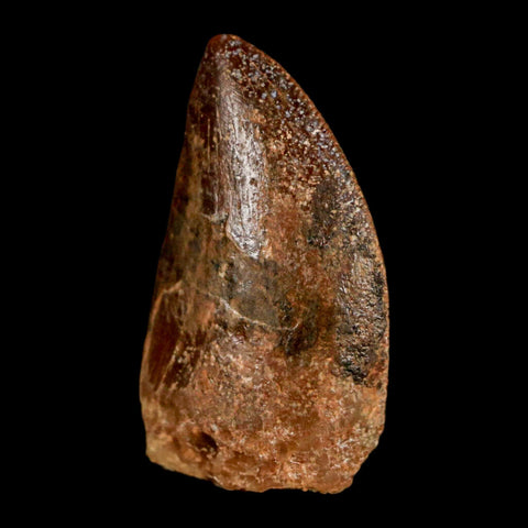 1.1" Carcharodontosaurus Fossil Tooth Cretaceous Dinosaur Morocco COA, Display - Fossil Age Minerals