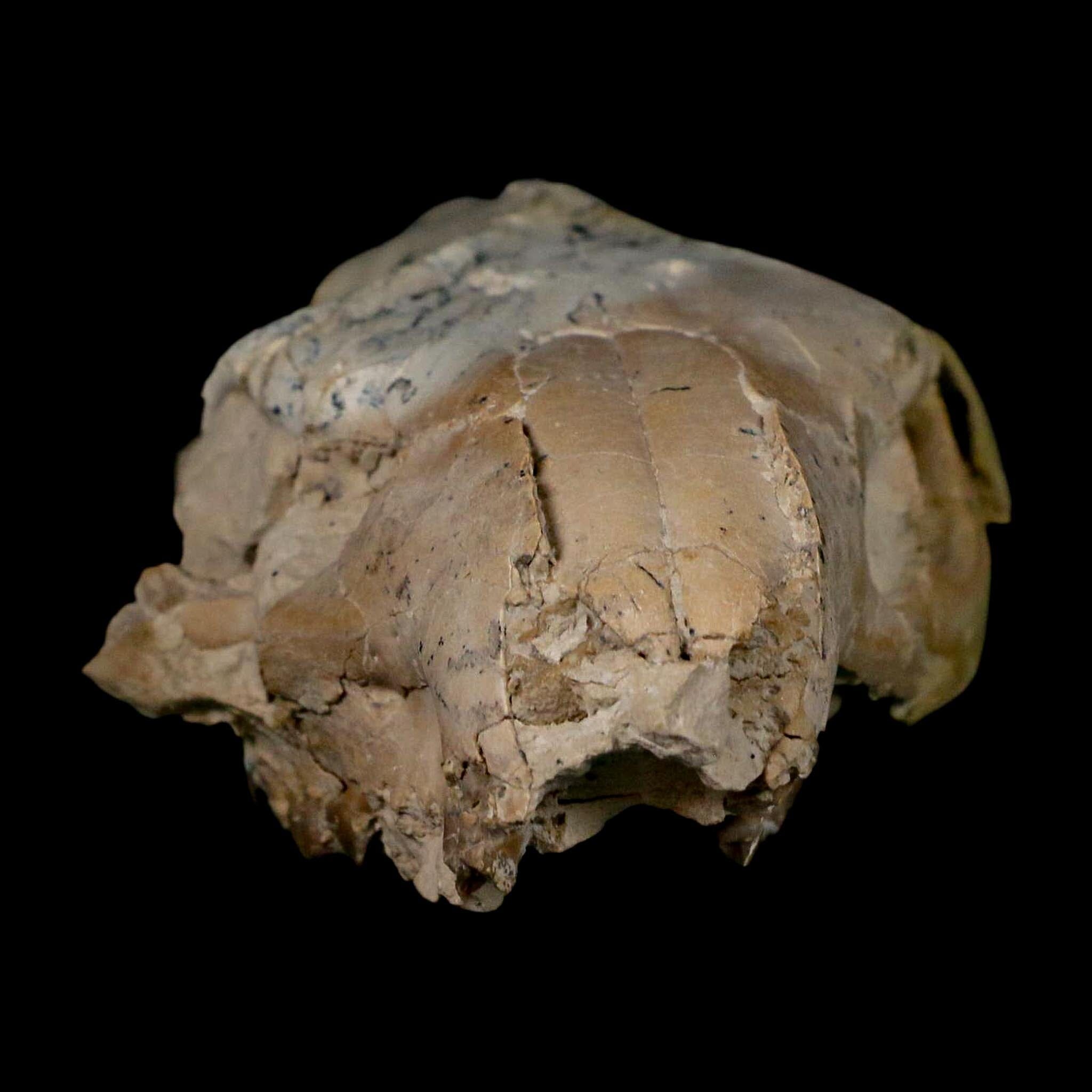 5.3" Oreodont Merycoidodon Fossil Skull Teeth Oligocene Age Badlands Nebraska COA - Fossil Age Minerals