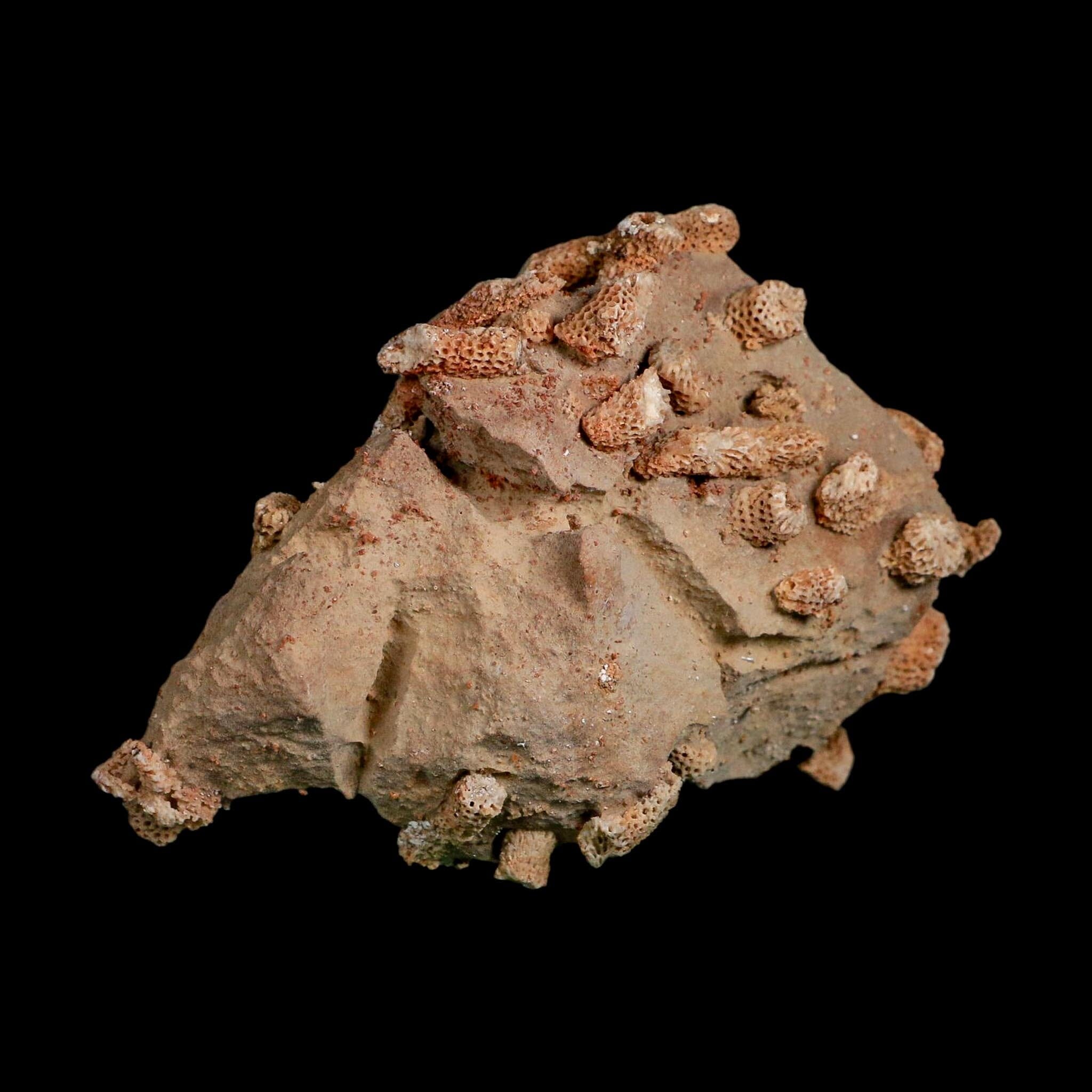 4.1" Thamnopora SP Coral Fossil Coral Reef Devonian Age Verde Valley, Arizona