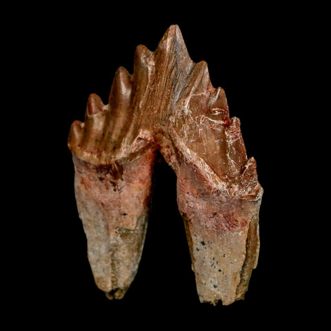 2.7" Basilosaurus Tooth Rooted Prehistoric Whale 34 Mil Yrs Old Late Eocene COA - Fossil Age Minerals