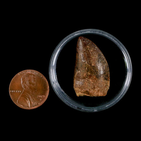 1.1" Carcharodontosaurus Fossil Tooth Cretaceous Dinosaur Morocco COA, Display - Fossil Age Minerals