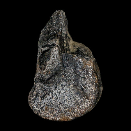 2.5" Hypacrosaurus Dinosaur Fossil Limb Bone Two Medicine FM Montana COA