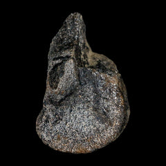 Hypacrosaurus Dinosaur Collection