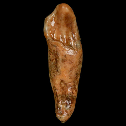 2.1" Extinct Cave Bear Ursus Spelaeus Incisor Tooth Rooted Pleistocene Age COA, Stand - Fossil Age Minerals
