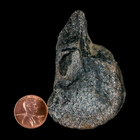 2.5" Hypacrosaurus Dinosaur Fossil Limb Bone Two Medicine FM Montana COA