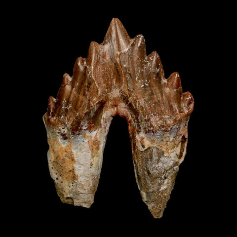 2.7" Basilosaurus Tooth Rooted Prehistoric Whale 34 Mil Yrs Old Late Eocene COA - Fossil Age Minerals