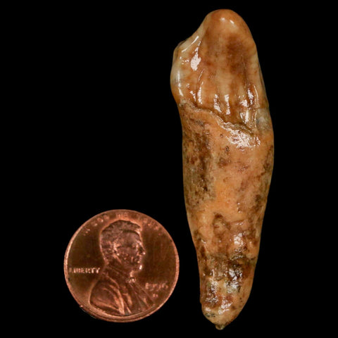 2.1" Extinct Cave Bear Ursus Spelaeus Incisor Tooth Rooted Pleistocene Age COA, Stand - Fossil Age Minerals
