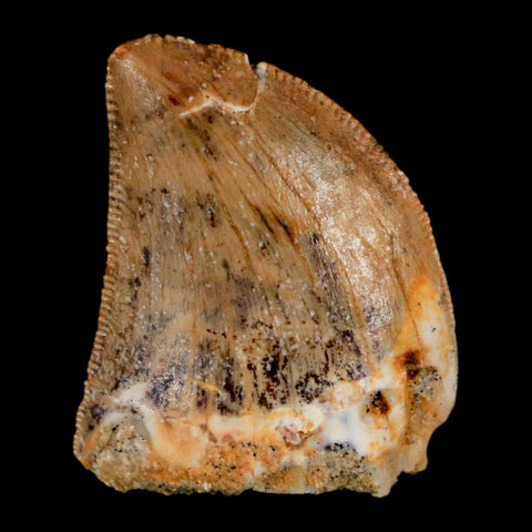 0.9" Carcharodontosaurus Fossil Tooth Cretaceous Dinosaur Morocco COA, Display - Fossil Age Minerals
